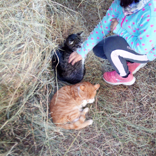 terapia-con-animales-morgovejo niña jugando con gatos